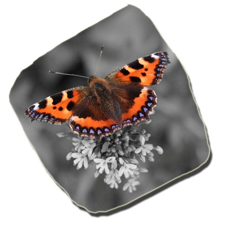 Sometimes a butterfly